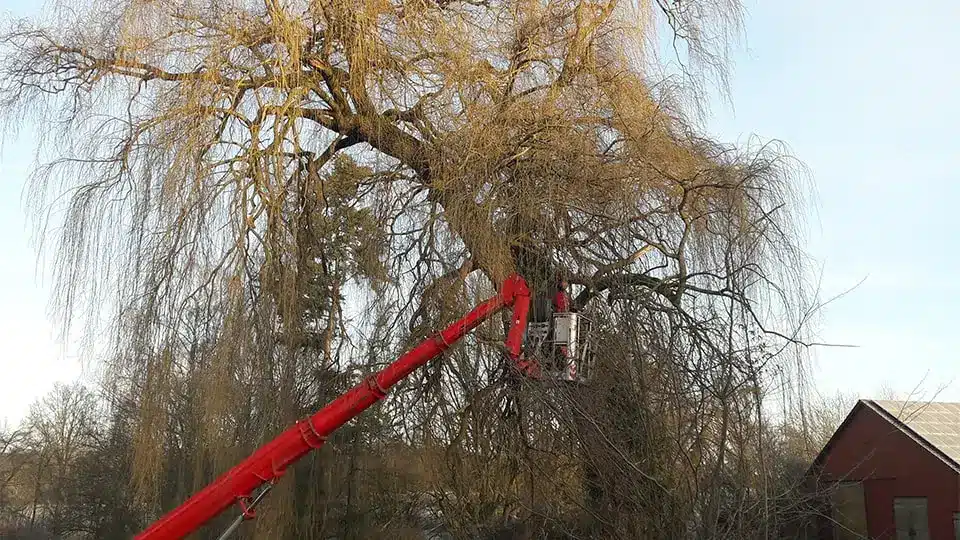 Baumarbeiten Melle 49324 Marcel Winkelmann